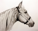 Pretty%20Palomino (thumbnail)