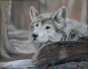 The%20Wolf (thumbnail)