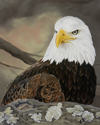 Liberty%20%28Bald%20Eagle%29 (thumbnail)