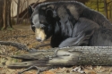 Arkansas%20Black%20Bear (thumbnail)