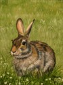 Rabbit (thumbnail)