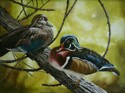 Wood%20Ducks (thumbnail)