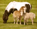 Double%20Trouble%20%28Miniature%20Horses%29 (thumbnail)