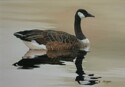 Canada%20Goose (thumbnail)