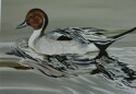 Pintail (thumbnail)