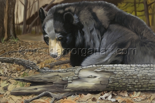 Arkansas%20Black%20Bear (large view)