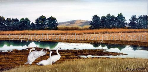Holla%20Bend%20Swans (thumbnail)