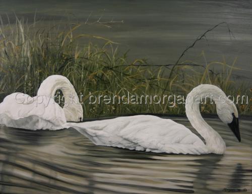 Swans%20in%20Boxley%20Valley (large view)