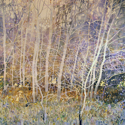 Brian McCormick - Aspen Grove at Dusk