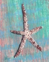 Twinkle%20Star (thumbnail)