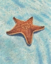 Single%20Star (thumbnail)