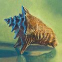 Conchcolorstudy5 (thumbnail)
