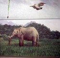 Elephant%20Wall (thumbnail)