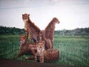 Cheetah%20Wall (thumbnail)