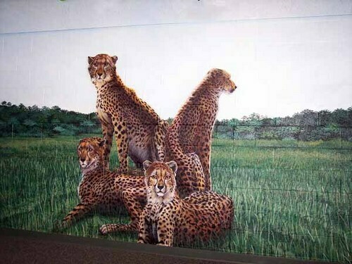 Cheetah%20Wall (large view)