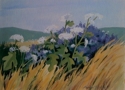 Wildflowers%20Manchester%20Beach%20California (thumbnail)