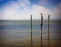 Bird%20Island%20%235 (thumbnail)