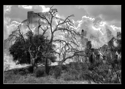 Foreclosed%20IV%20%238554 (thumbnail)