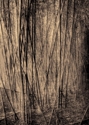 Bamboo%20Forest (thumbnail)