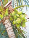 Fresh%20Coconuts (thumbnail)
