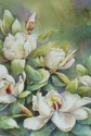 Magnolias%20I (thumbnail)