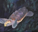 A Young Loggerhead