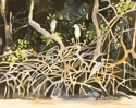 Mangroves
