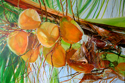 Rachel Castera Herter,Rachel Castera Herter artwork,RachelCasteraherter Haitian Artist,Haitian Art,Art of the Caribbean, Festival Arts.com ,Acrylic paintings,Acrylic Art, Acrylic on Board, Coconuts,bright colors,yellow, green, sunny,contemporary art, florida artist, - Landscape Painting