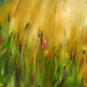 Painting--Oil-AbstractWild at Heart