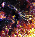 Aurora Aurora (thumbnail)