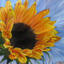 Sunflower%20on%20Blue (thumbnail)