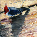 Hawaiian%20Brazilian%20Cardinal (thumbnail)