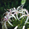 Spider%20Lilies (thumbnail)