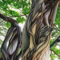 Banyan (thumbnail)
