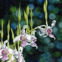 Horned%20Orchids (thumbnail)