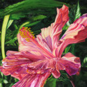 Hibiscus (thumbnail)