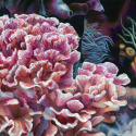 Pink%20Ruffle%20Coral (thumbnail)