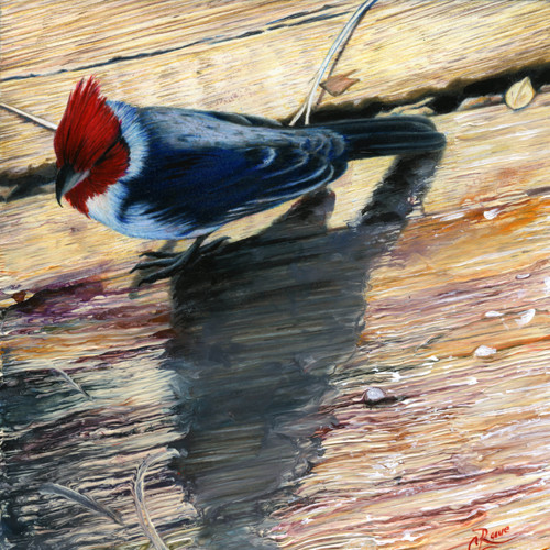 Hawaiian%20Brazilian%20Cardinal (large view)