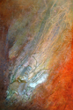 Hydra%20%20%28Cnidaria%20Hydrozoa%20Physaliidae%29 (thumbnail)
