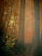 Painting--Acrylic-LandscapeLe Foret (The Forest)