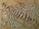 Painting--Acrylic-PrimitiveAnthropodia III