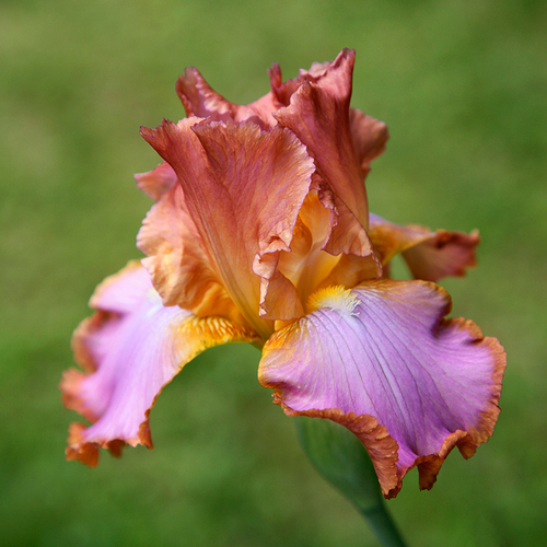 Photography-