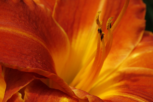 Photography-Floral-