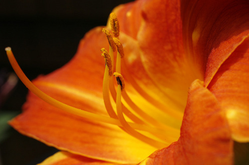 Photography-Floral-