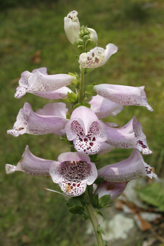 Photography-Floral-