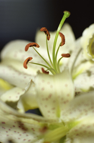 Photography-