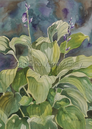 Summer Hosta
