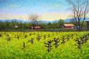 Mustard, Napa Valley #2