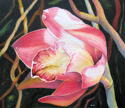 Cymbidium Lace