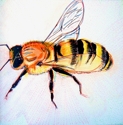 Honey%20Bee (thumbnail)